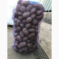 Продам продовольственный картофель оптом сорт ЛАЙФ ЖУРА