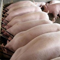 Комбикорм СКК 58 откорм свиней до жирных кондиций
