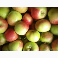 Крымские яблоки