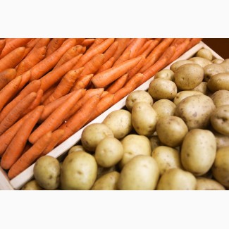 Закупаем картофель, морковь