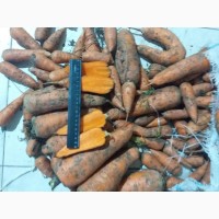 Морковь на переработку оптом от 10 тонн