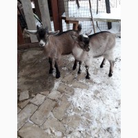 Козлики и козы чешской, камерунской, нубийской породы