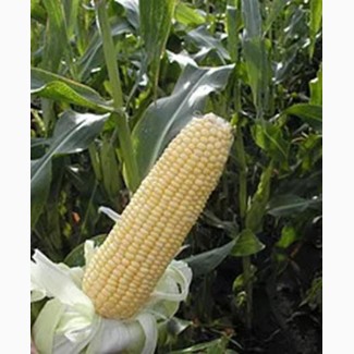 Сорт семян кукурузы РОССИЙСКАЯ 1 (ФАО 210) производство HYBRID SK