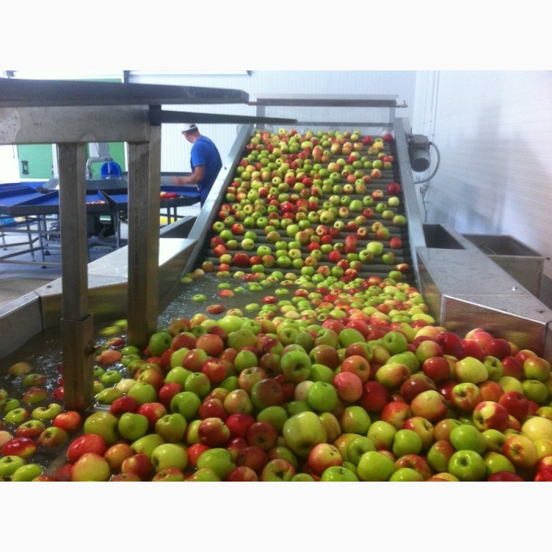 Фото 2. Линия для сортировки яблок, персиков, абрикос, фруктов от 2тн/час