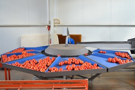 Фото 3. Линия для сортировки яблок, персиков, абрикос, фруктов от 2тн/час