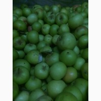 Яблоки (падалица, техническое) на переработку