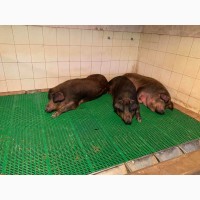 Продам чистокровных свинок породы ДЮРОК