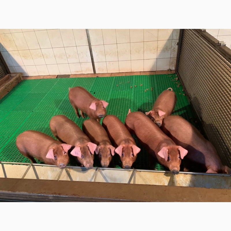 Фото 3. Продам чистокровных свинок породы ДЮРОК