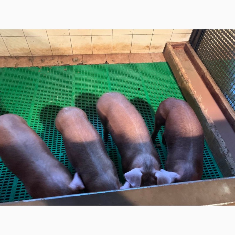 Фото 4. Продам чистокровных свинок породы ДЮРОК