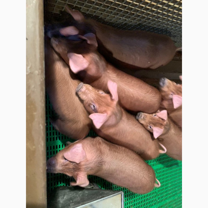 Фото 5. Продам чистокровных свинок породы ДЮРОК