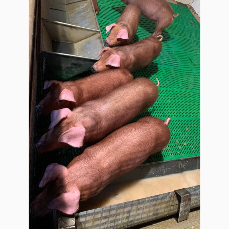 Фото 6. Продам чистокровных свинок породы ДЮРОК