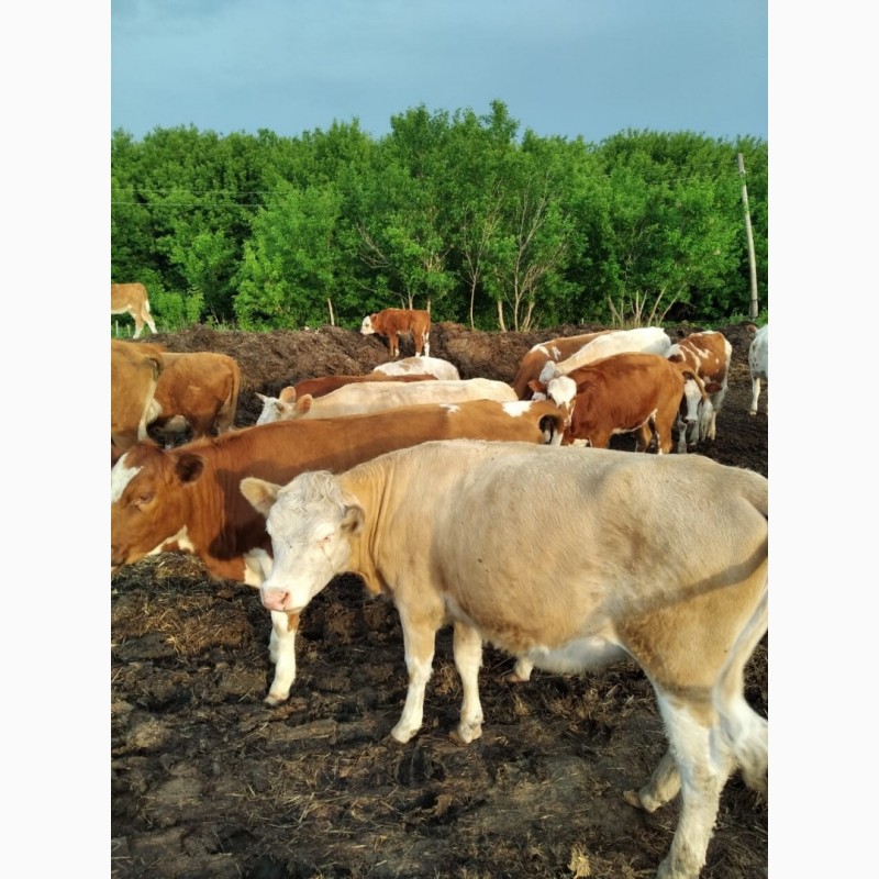Фото 5. Коровы мясного направления