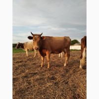 Коровы мясного направления