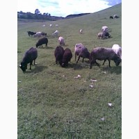 Технология производства продукции овцеводства