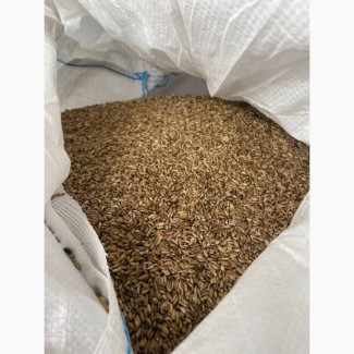 Семена расторопши (300 тонн)