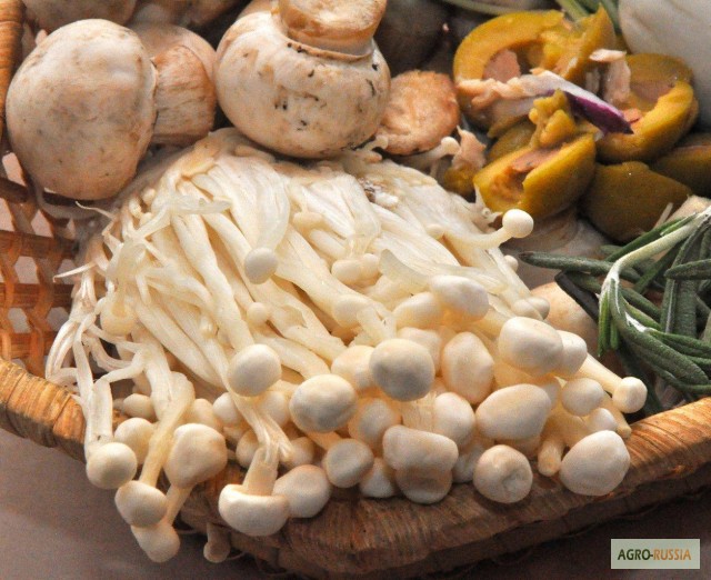 Как приготовить грибы эноки свежие