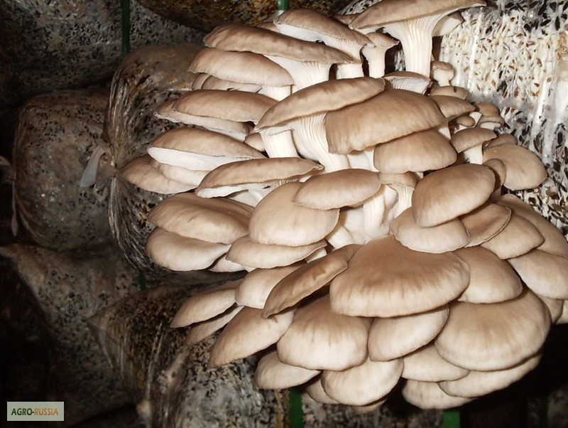 Фото 2. Мицелий грибов