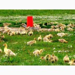 Продажа птенцов гусей