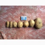 Оптовые продажи картофеля от производителя
