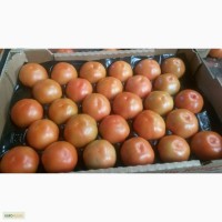 Продам томаты (Марокко)