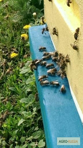Фото 3. Продам пчелосемьи (среднерусская порода)