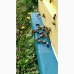 Продам пчелосемьи (среднерусская порода)