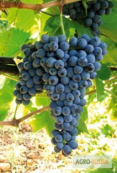 Фото 3. Продам виноград разных сортов