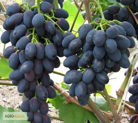 Фото 4. Продам виноград разных сортов