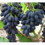 Продам виноград разных сортов
