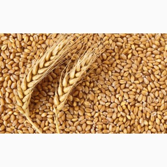Семена пшеницы яровой Маргарита