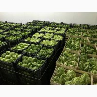 Продам Высококачественная свежая капуста Македонии 2018