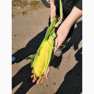Продам суперсладкую кукурузу в початках АУРИКА (Хони Бэнтам), МЕГАТОН