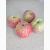 Реализуем яблоки Казахстан. Золотое превосходное, Американка