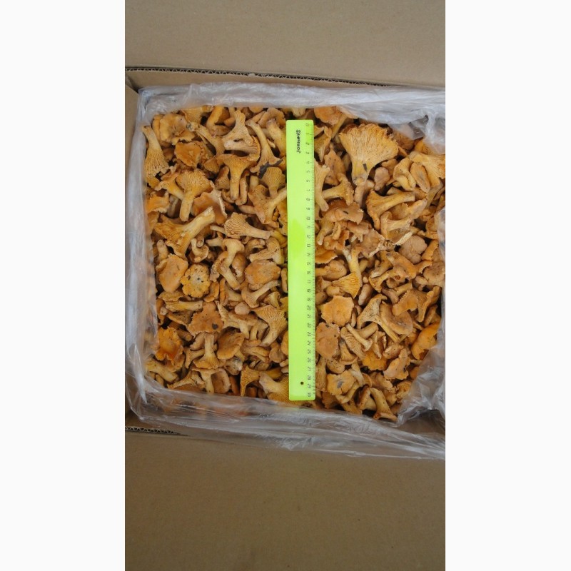 Фото 2. Свежезамороженные грибы