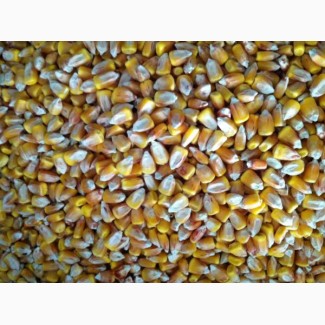 Кукуруза фуражная 3200 тонн (Волгоград)
