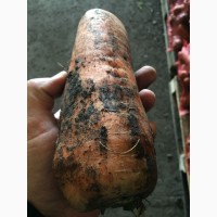 Продам Морковь каскад