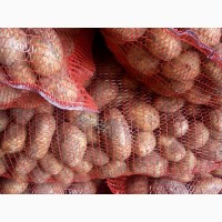 Продам картофель продовольственный сорт Тулеевский