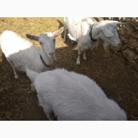 Заанинские козы и козлята