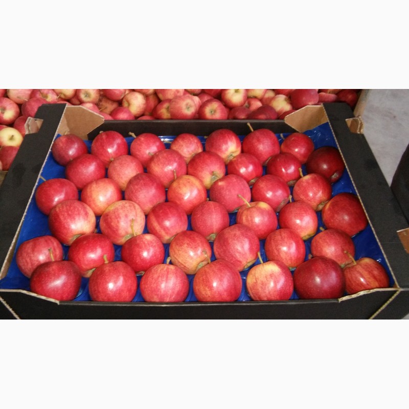 Фото 4. Купим яблоки от 20 тонн партия