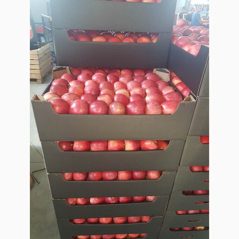 Фото 5. Купим яблоки от 20 тонн партия