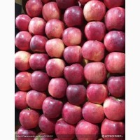 Яблоки флорина 65+ от производителя