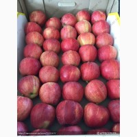 Яблоки флорина 65+ от производителя