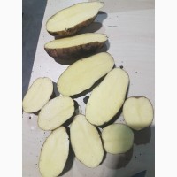 Продам картофель сорта Инноватор