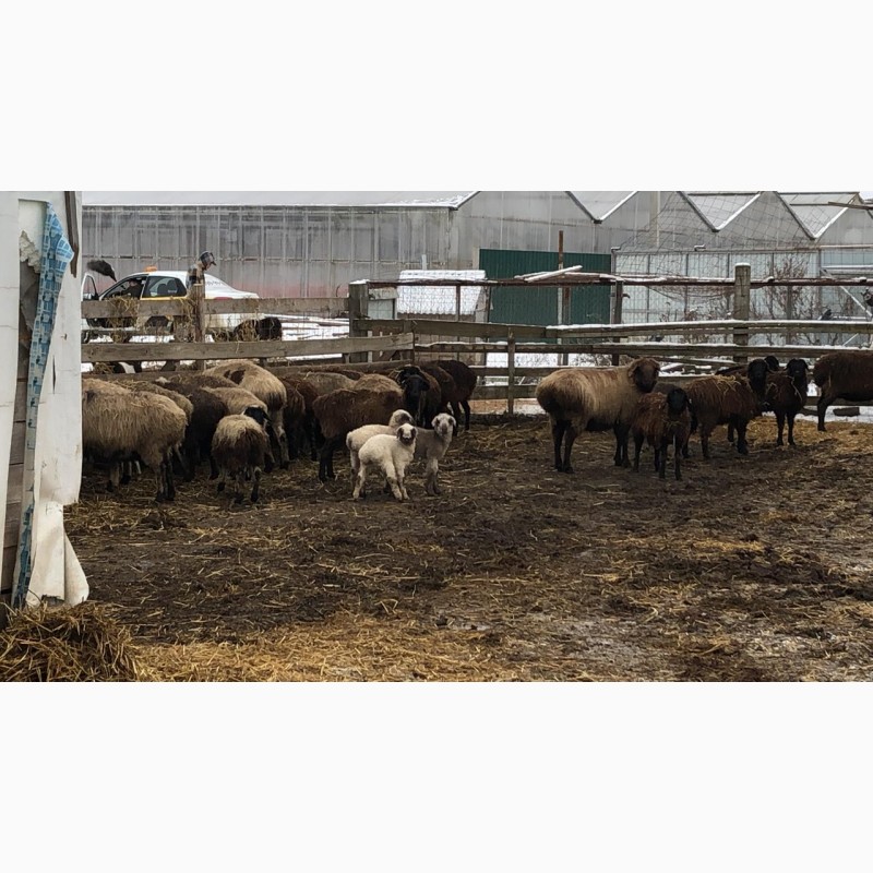 Фото 2. Продам стадо овец эдельбайс целиком