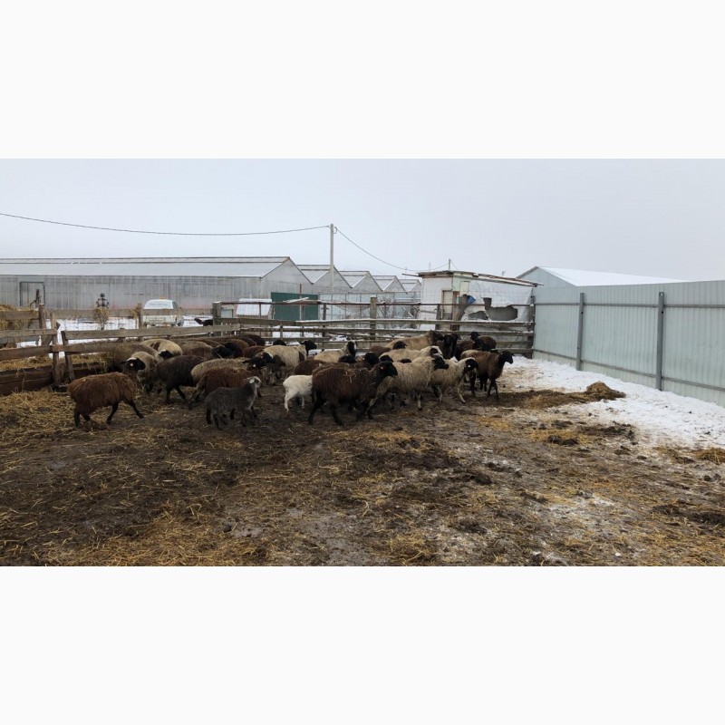 Фото 3. Продам стадо овец эдельбайс целиком