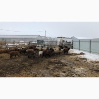 Продам стадо овец эдельбайс целиком