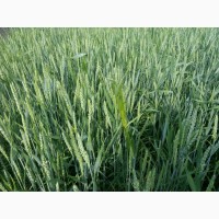 Семена яровой пшеницы Тризо-80тн