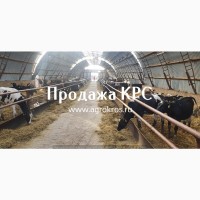 Продажа КРС оптом по России Продажа молочных нетелей