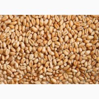 Закупаем пшеницу 3, 4, 5 класс у СХТП (ЮФО)