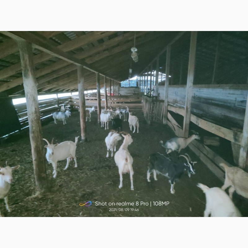 Фото 4. Продам стадо коз дойные